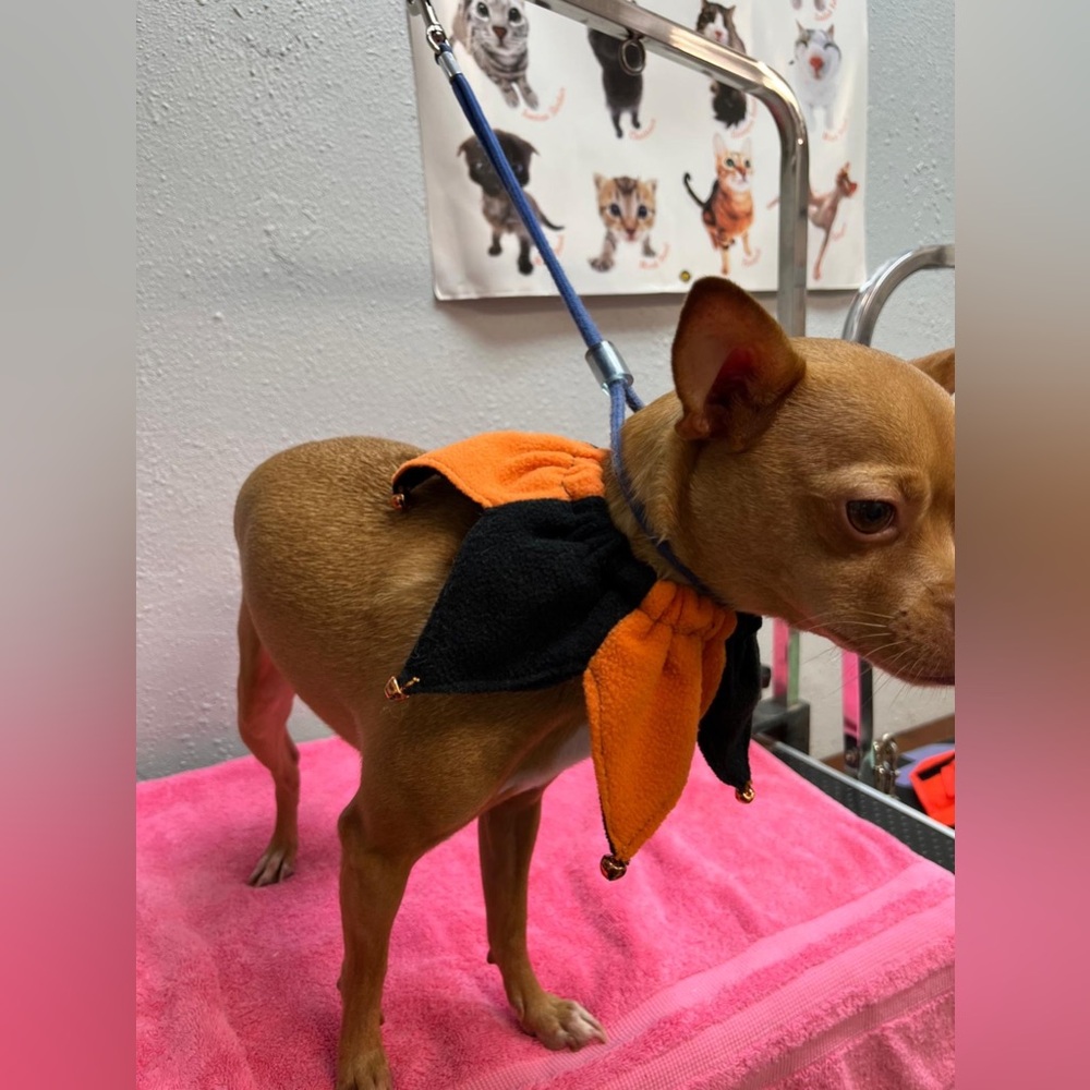 Halloween Orange and Black Dog Costume